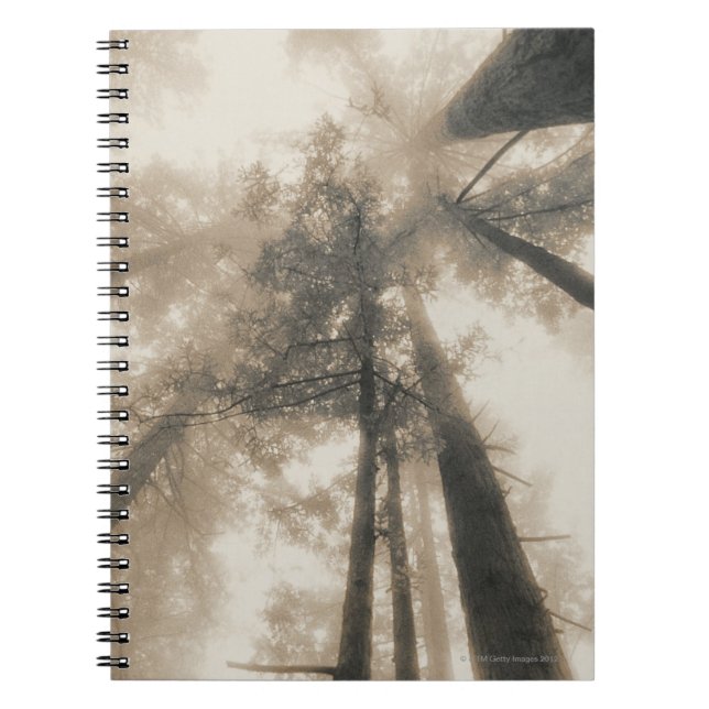 Caderno Espiral Sequoias, Norte da Califórnia (Frente)