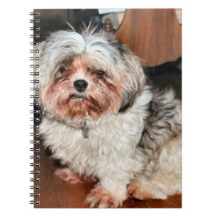 Caderno Espiral Shih Tzu