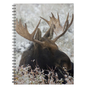 Caderno Espiral Shiras Bull Moose
