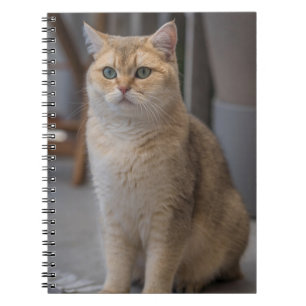 Caderno Espiral Shorthair britânico, raça de gatos, gato