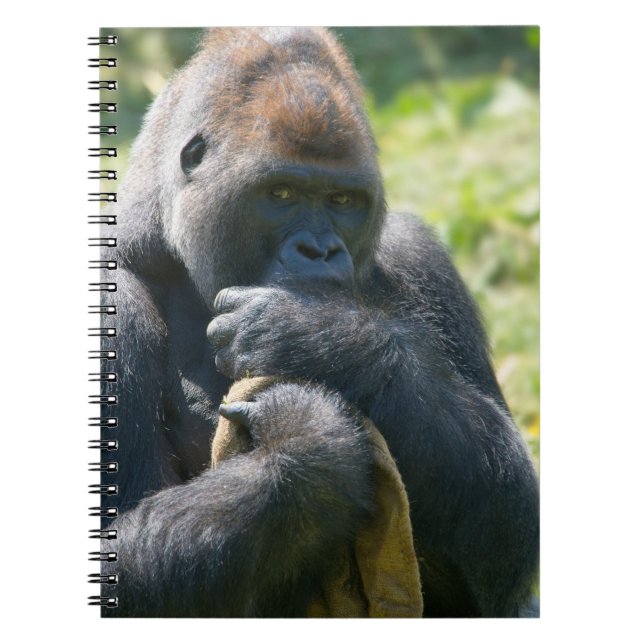 Caderno Espiral Silverback Gorilla E Seu Banheira (Frente)