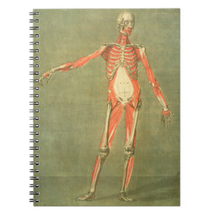 Caderno Espiral Sistema muscular mais profundo da parte dianteira