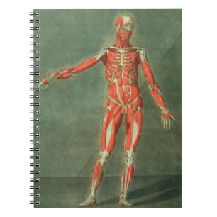 Caderno Espiral Sistema muscular superficial da parte dianteira da