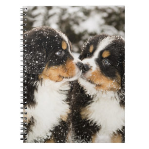 Caderno Espiral Sniff dos fantoches do cão de montanha de Bernese