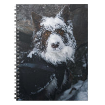 Snowy Face Red Border Collie in Winter Jacket