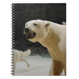 Caderno Espiral Sorriso de Urso Polar