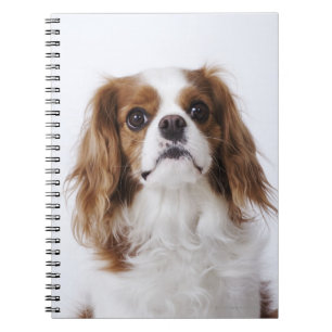 Caderno Espiral Spaniel de rei Charles descuidado