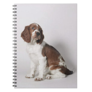 Caderno Espiral Spaniel de Springer