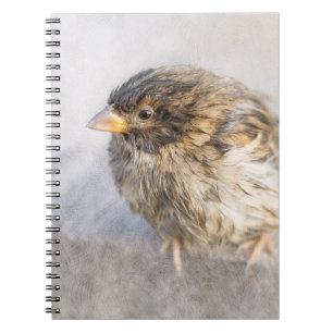 Caderno Espiral Sparrow - Falha Epic Previsão do Tempo