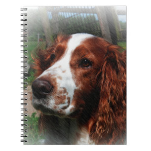 Caderno Espiral Springer Spaniel Dog Art