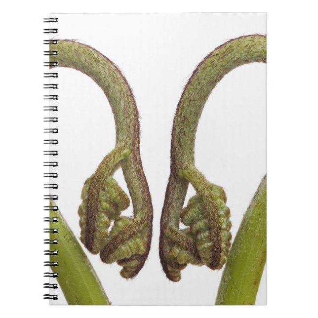 Caderno Espiral Sprouts 2 da samambaia (Frente)