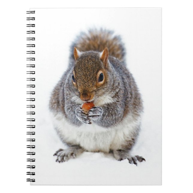 Caderno Espiral Squirrel Eating a Nut in Winter Snow (Frente)