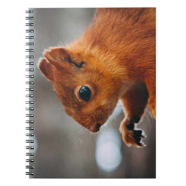 CADERNO ESPIRAL SQUIRREL NO TRONCO DE ÁRVORE (Frente)