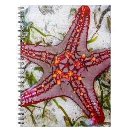 Caderno Espiral Starfish, Zanzibar, Tanzânia