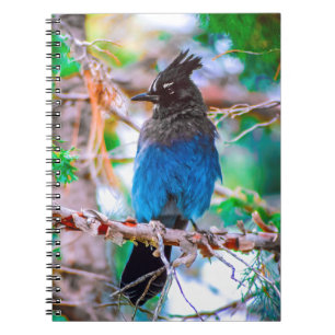 Caderno Espiral Steller's Jay - Fotografia original