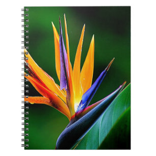 Caderno Espiral Strelitzia. Pássaro da flor de paraíso