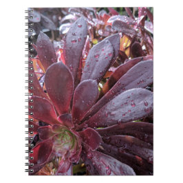 Caderno Espiral Suculente
