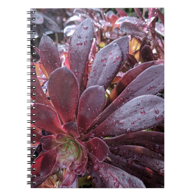 Caderno Espiral Suculente (Frente)