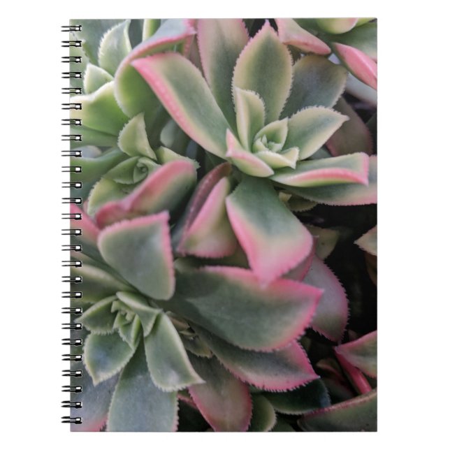 Caderno Espiral Suculente (Frente)