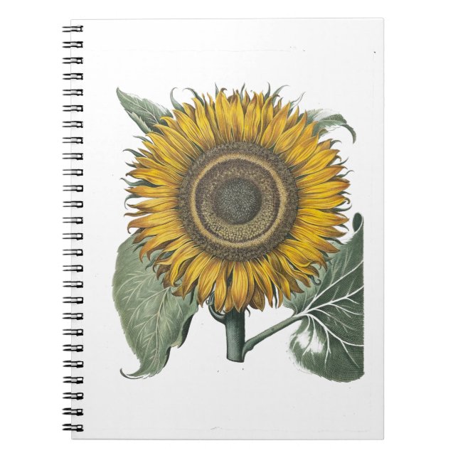 Caderno Espiral Sunflower Hortus Eystettensis , 1713 (Frente)
