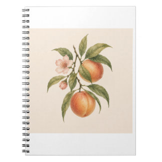 Caderno Espiral Sweet as a Peach | Vintage Peach Botanical Design