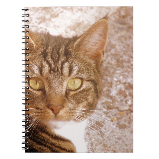 Caderno Espiral Tabby Cat (Frente)