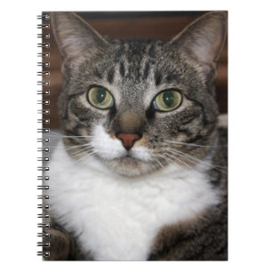 Caderno Espiral Tabby Cat Olhando para seu notebook fotográfico