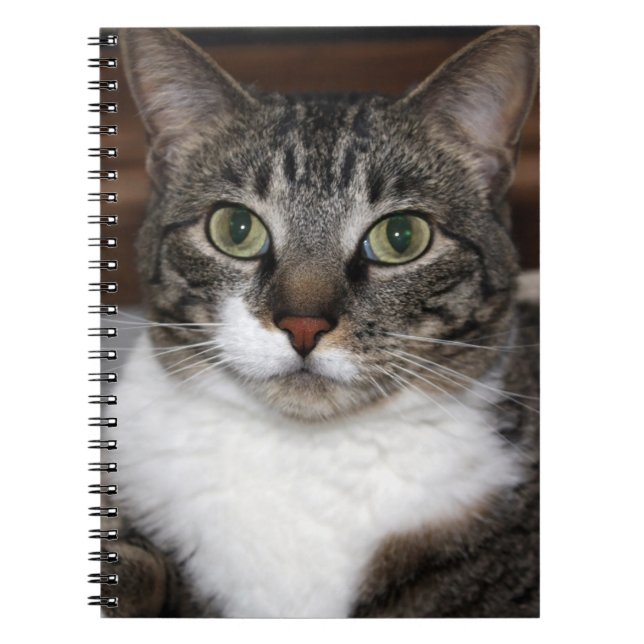 Caderno Espiral Tabby Cat Pet Animal Fotografia (Frente)