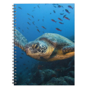 Caderno Espiral Tartaruga Preta (Verde) (Chelonia agassizi)