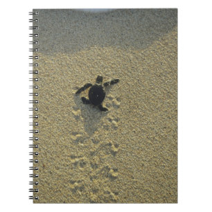 Caderno Espiral Tartaruga Verde, (Chelonia mydas), filhote
