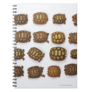 Caderno Espiral Tartarugas do bebê arranjadas nas fileiras