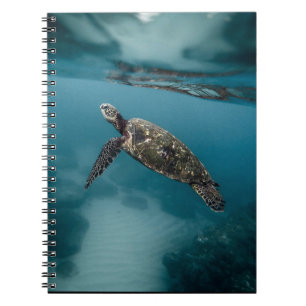 Caderno Espiral Tartarugas marinhas e répteis Fotografia Animal Se