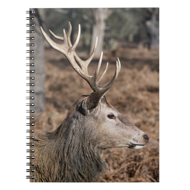 Caderno Espiral The King's Deer of Richmond Park, Londres, Reino U (Frente)