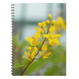 Caderno Espiral Thryallis Dourado