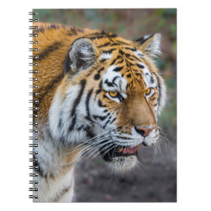 Caderno Espiral Tíger Amur