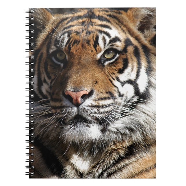 Caderno Espiral Tigre selvagem (Frente)