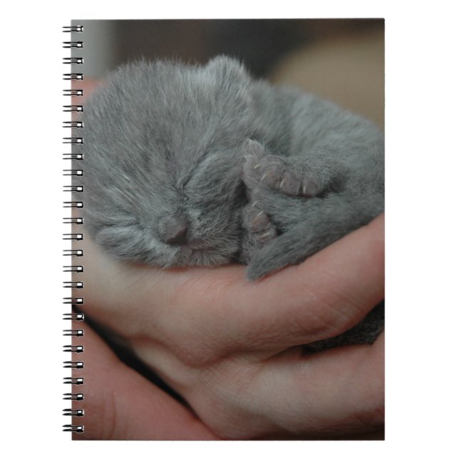 Caderno Espiral Tiny Baby Blue Kitten (Frente)