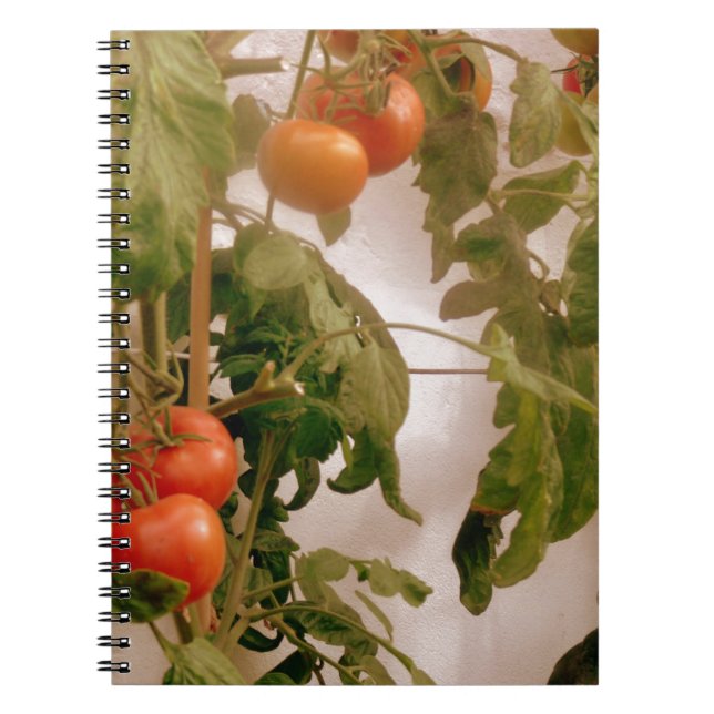 Caderno Espiral Tomates Na Vinha (Frente)