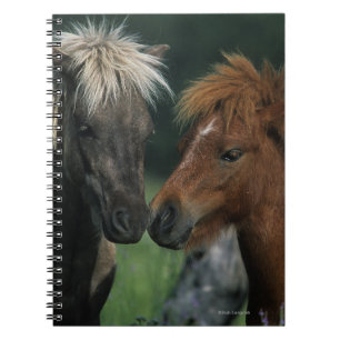 Caderno Espiral Toque diminuto dos cavalos