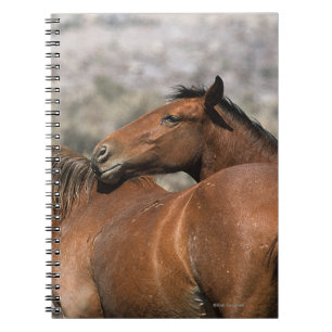 Caderno Espiral Toque selvagem dos cavalos do mustang