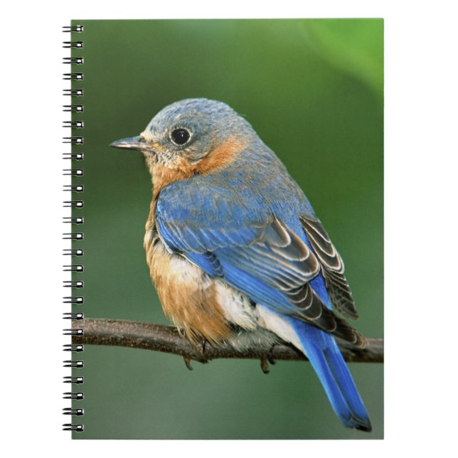 Caderno Espiral Toutinegra-azul-fêmea, Sialia sialis (Frente)