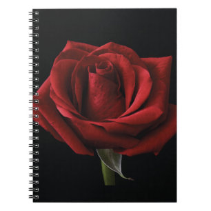 Caderno Espiral travesseiro decorativo Rosa vermelha