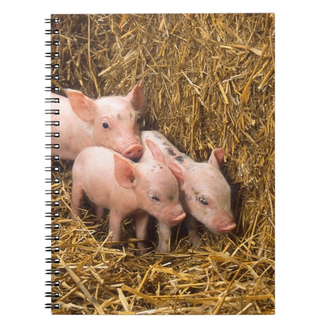 Caderno Espiral Três Pequenos Porcos (Frente)