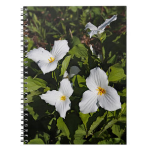 Caderno Espiral Trillium grandiflorum, Península Superior do Mich