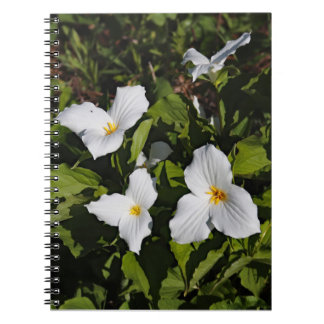 Caderno Espiral Trillium grandiflorum, Península Superior do Michi