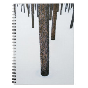 Caderno Espiral Troncos de árvore na neve