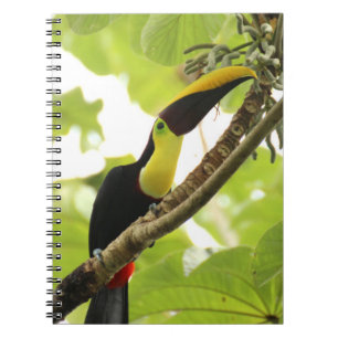 Caderno Espiral Tucano-de-Swainson Ave Exótica