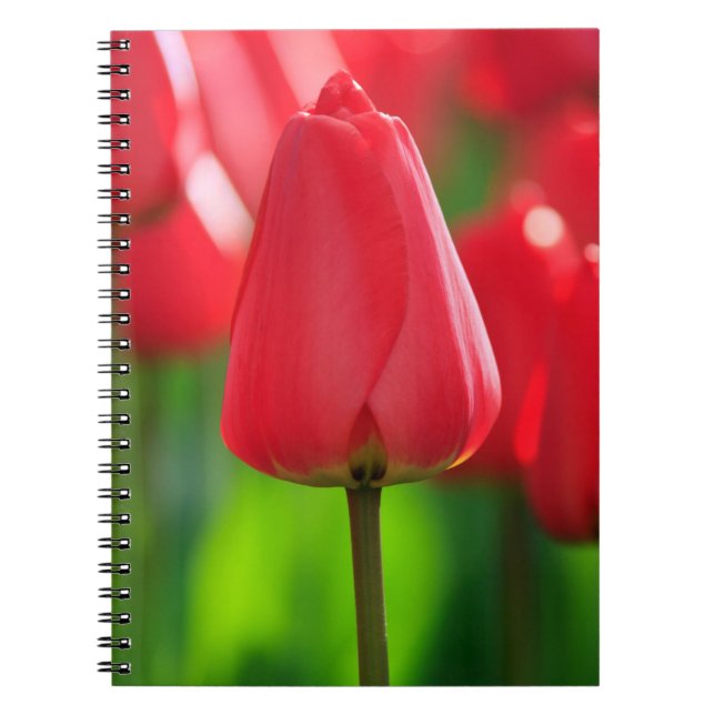 Caderno Espiral Tulip Vermelho (Frente)