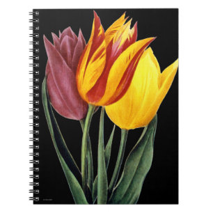 Caderno Espiral Tulipa (Tulipa Gesneriana)