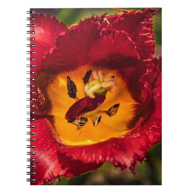 Caderno Espiral tulipa vermelha (Frente)
